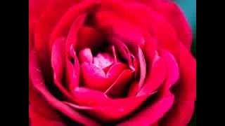 005 - Soorah Al Maa'idah - recited by 'Abdullaahi Abba Zaria