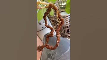 2 củ sâm rừng 75 gam rất già giá yêu thương zalo 0377965679 e Nguyệt nhé