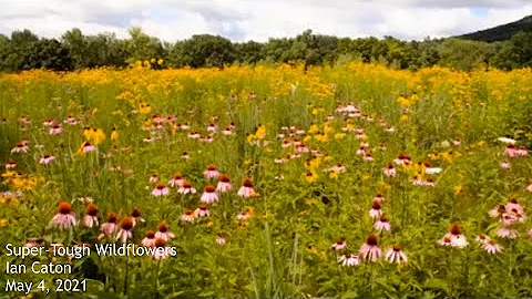 Super-Tough Wildflowers