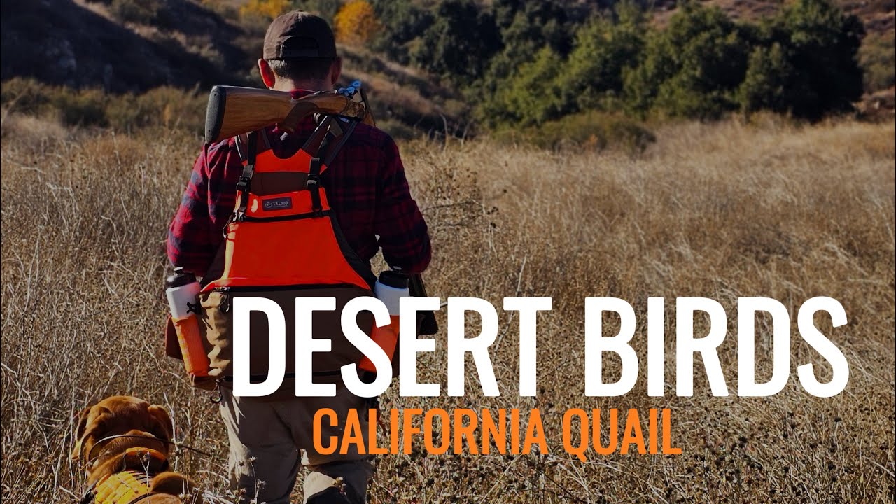 California Quail Hunting: A Hard Lesson in the Desert