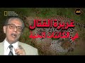 غريزة القتال في الكائنات الحية د مصطفى محمود