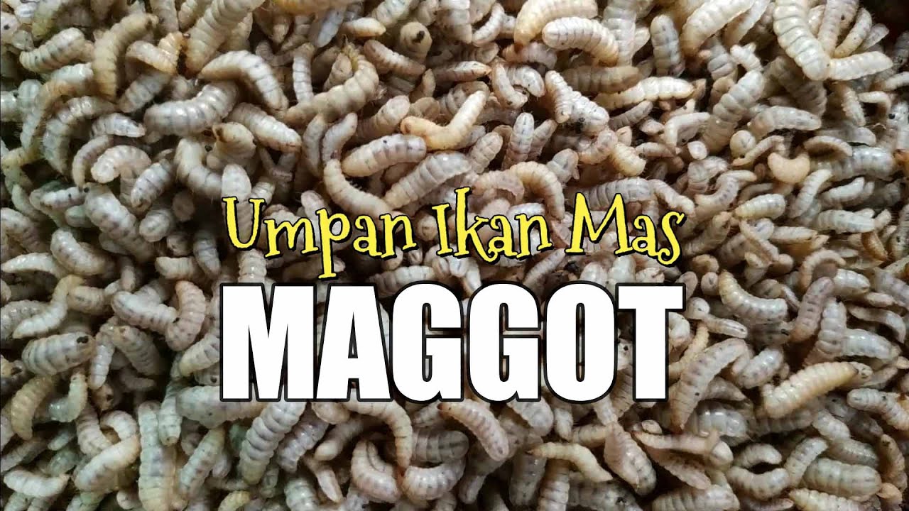 Umpan Ikan Mas, 