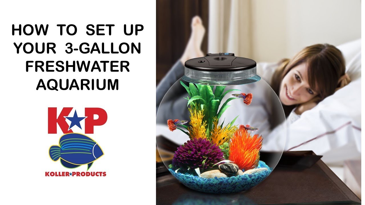 How to Set Up Your 3-Gallon FRESHWATER AQUARIUM 