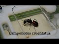 Camponotus cruentatus // начало блога // AntKeeper
