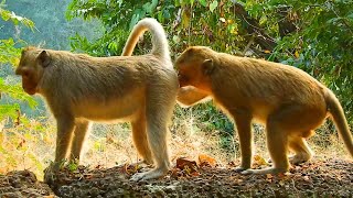 Monkey Mating With A Partner, Happy Monkeys/ Special Monkeys 2