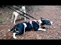 Bull Terrier: Forest Walk Hanmer Springs