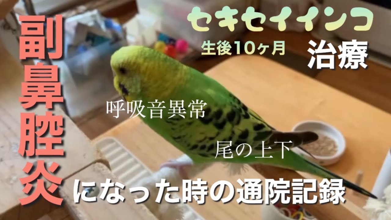 【セキセイインコ】副鼻腔炎通院治療記録／呼吸音異常。尾の上下。 YouTube