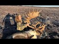 His antlers fell off caribou  wolf hunting  stuck n the rut 190