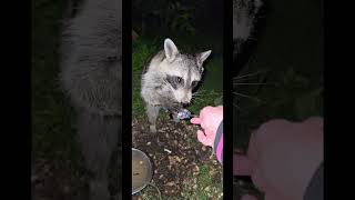 Spoon feeding 1 of TWK's raccoons.They got a small piece of cake bc everyone deserves cake!#raccoon