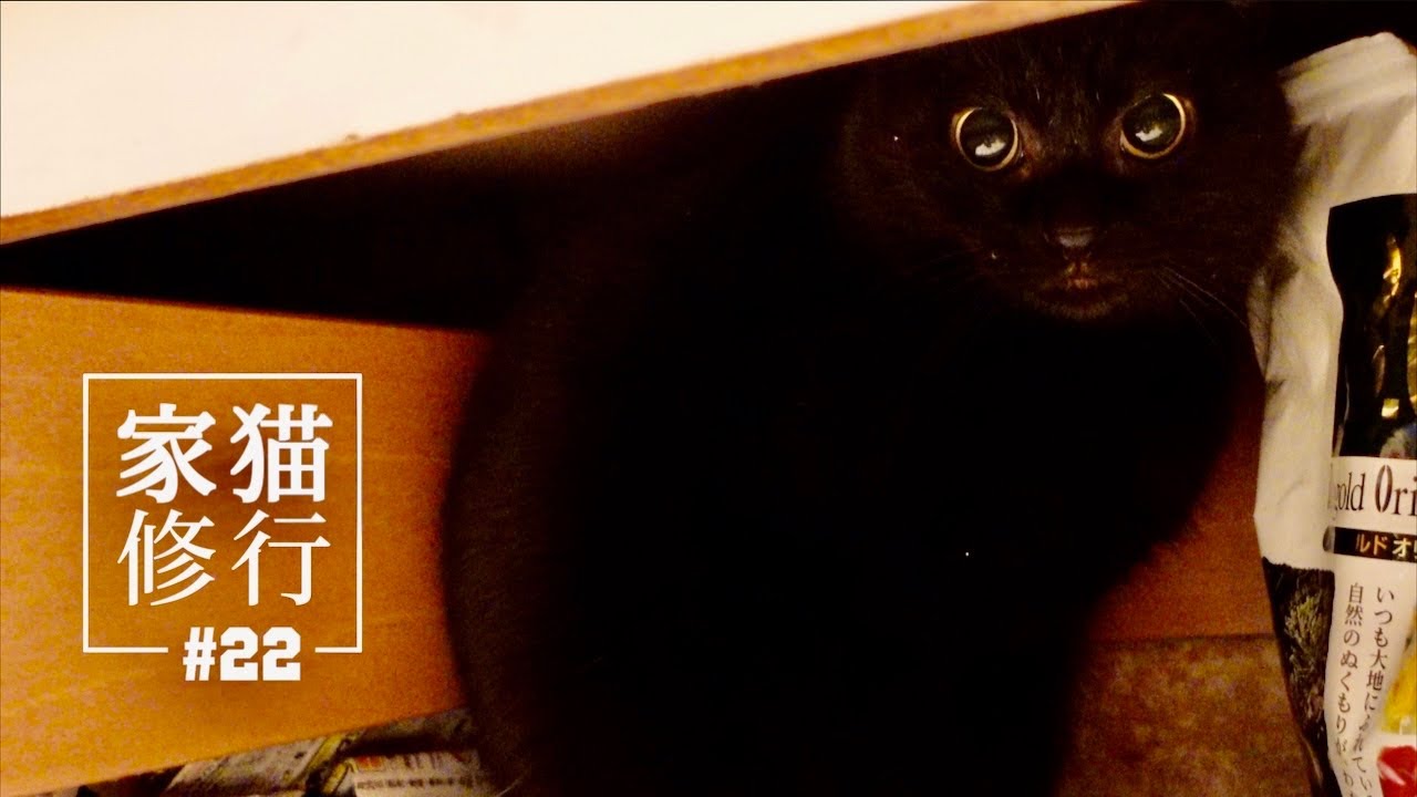 Top 12 保護 猫 黒 猫 Thư Viện Hỏi đap Top 12 保護 猫 黒 猫 Thư Viện Hỏi đap