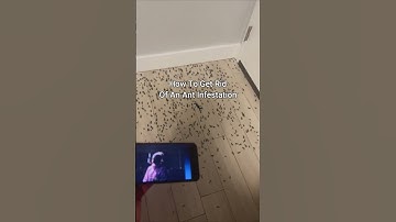 Thumbnail of KSI New Song Gets Rid Of Ant Infestation 😭 #shorts