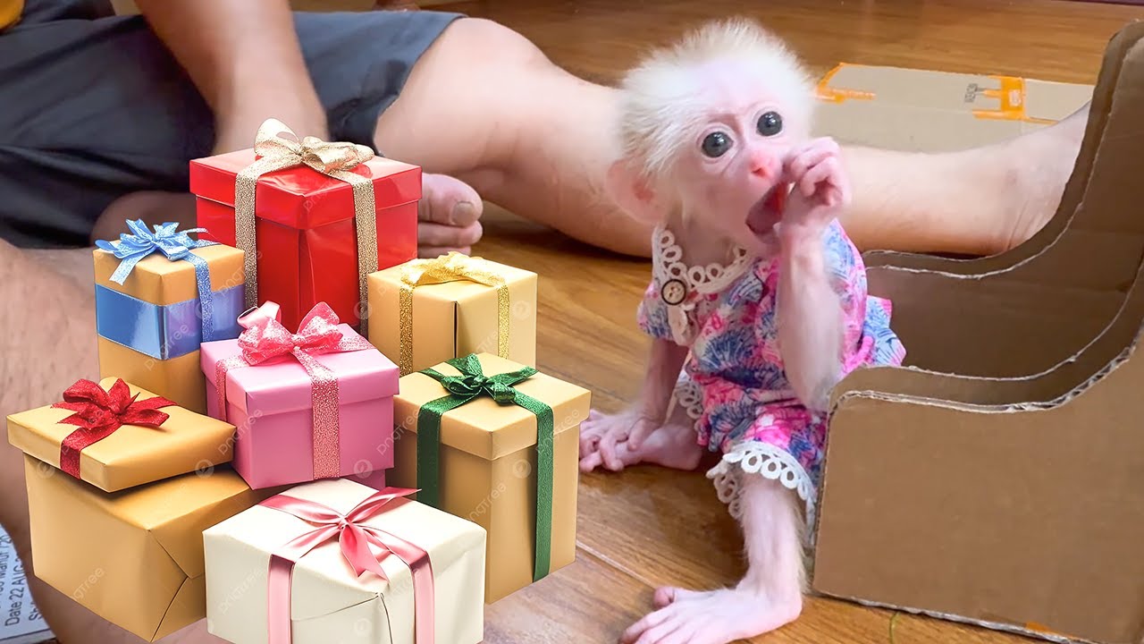 Monkey Kyo feels extremely happy and satisfied when Dad gives her many gifts!