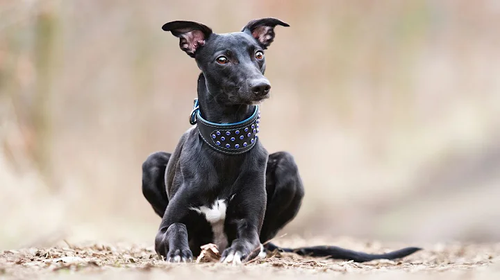 Fetch Fun: Playing Games with Your Whippet