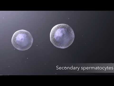 Spermatogenesis by Ananda dewi monica