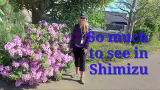 Check out our quick day trip in Shimizu, Japan while travelling on Holland America, the Westerdam