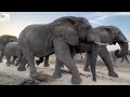 Milk Bottles &amp; Sunrise Walks with the Elephants | Lundi &amp; Mambo Side by Side