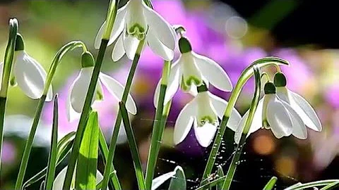 Richard Clayderman. Flower Heart