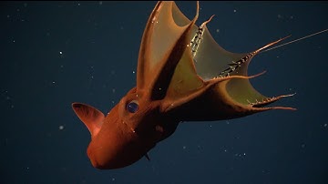 Designing the Future 2 - 4K ROV Highlights