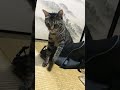 スイッチが入る猫。