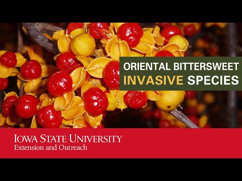 Videó: Killing Oriental Bittersweet – Hogyan lehet felszámolni a keleti keserű édességet a tájban