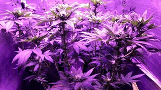 Day 21 of Flower, 1st attempt @ "editing", budget closet grow