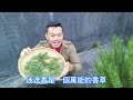 迷迭香要修剪嗎?該如何採收呢?