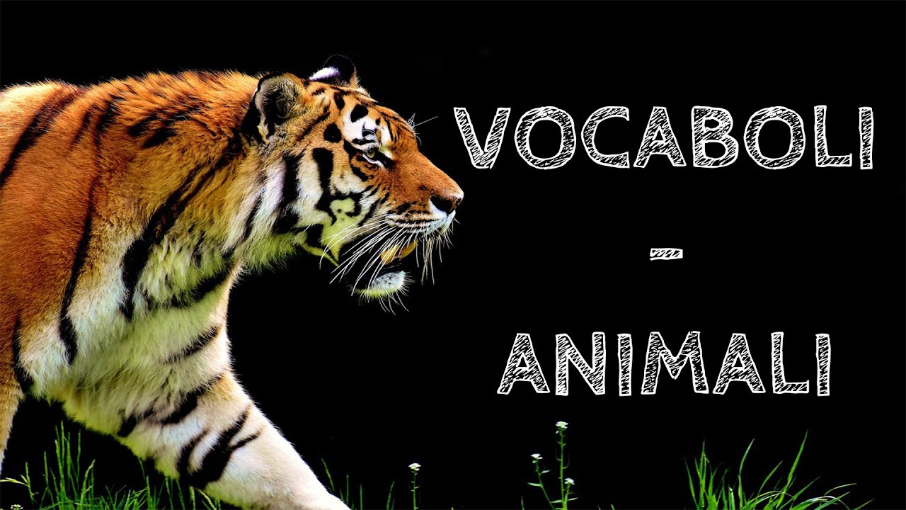 Vokabel Tiere Italienisch Easygoing Youtube