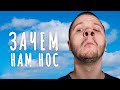 Почему у нас две ноздри? l +1НАУЧПОП