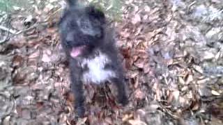 Scruff Patterdale Mistaking Furry Hat For Rabbit