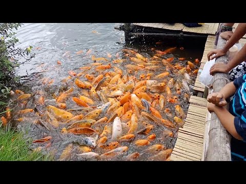 Video: Ikan Mas Atau Sosis Bisnis