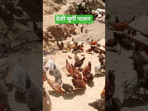 देशी मुर्गी बिज़नस आइडिया #chicken #farming #pahadi #busness