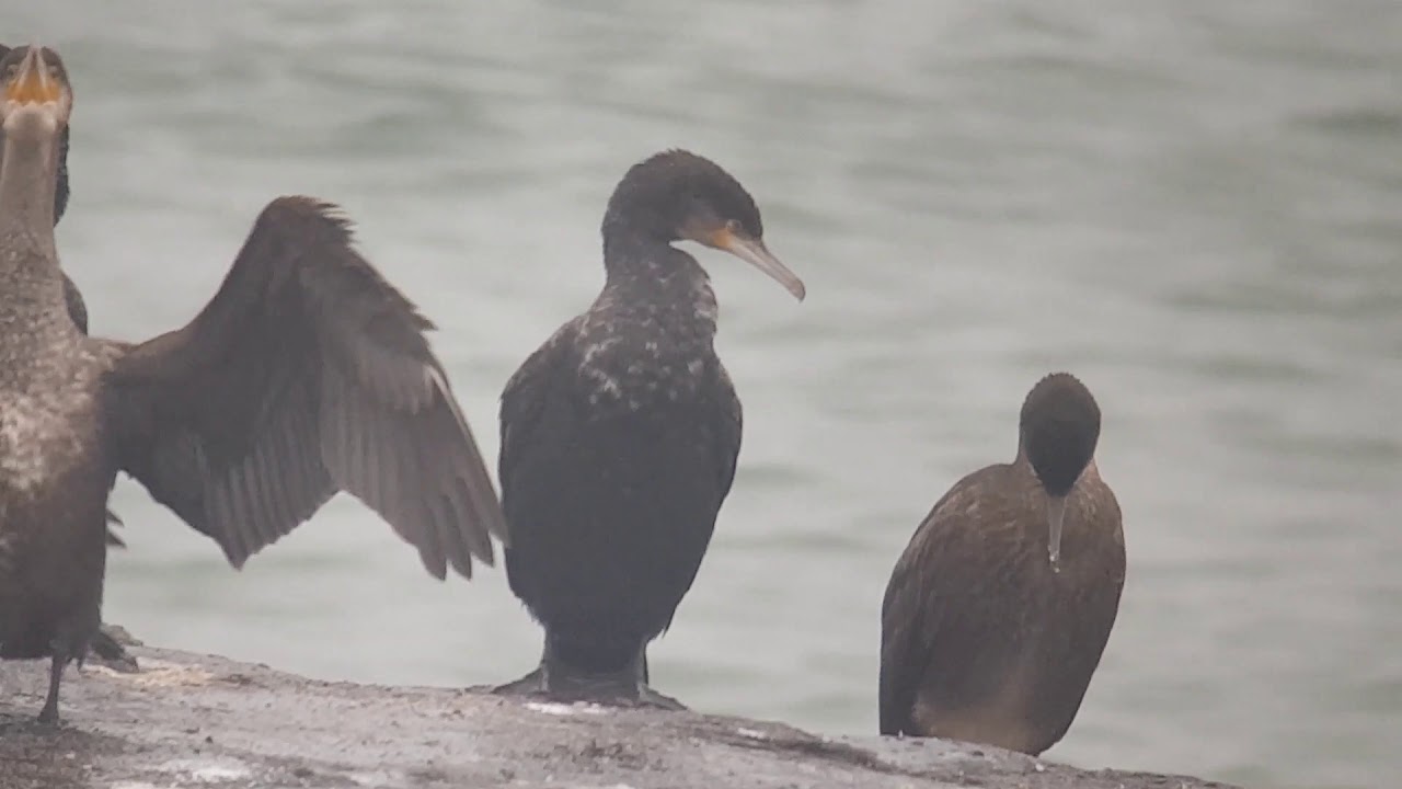 Kuifaalscholver, eider, grote mantelmeeuw, kleine mantelmeeuw, Vogelen met Paul Saager 48
