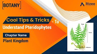 Download lagu Cool Tips and Tricks To Understand Pterido Phytes | Plant Kingdom | Rizee