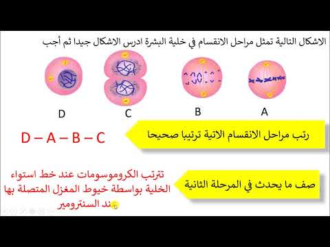 فيديو: أين تحدث التشكيلة العشوائية في الانقسام الاختزالي؟