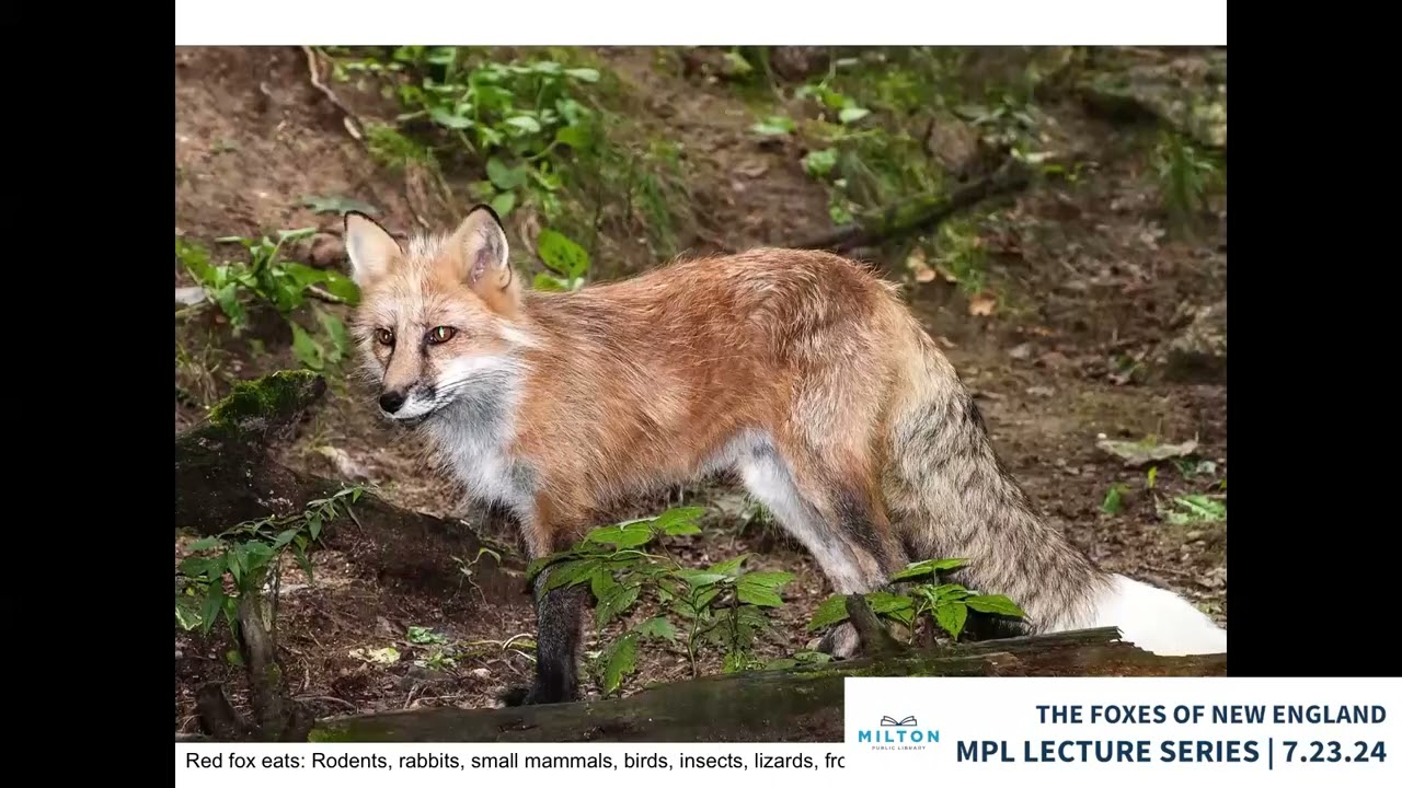 Milton Public Library Lectures: The Foxes of New England w Naturalist Bob Michelson - July 23, 2024