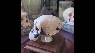 Exploring the Evolutionary Story of Our Ancestors: Homo rudolfensis