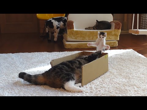 子ねこvs 大きいねこ。-Kitten Miri vs  Maru.-