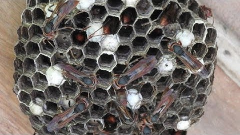 Paper Wasp | Paper Wasp video | Himal Mangar