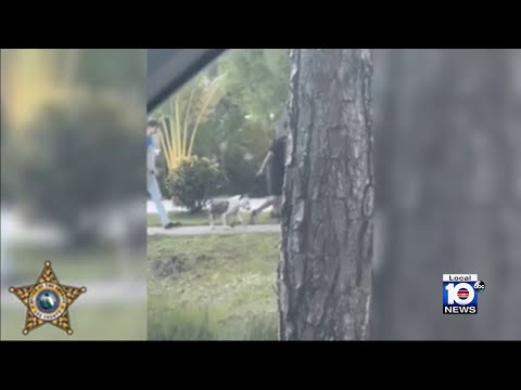 VIDEO: Florida man caught punching, stomping on his own dog