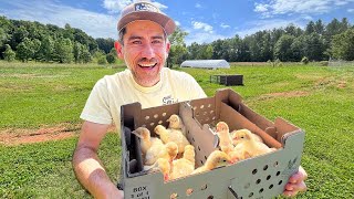 Unboxing Live Turkeys from the Mail