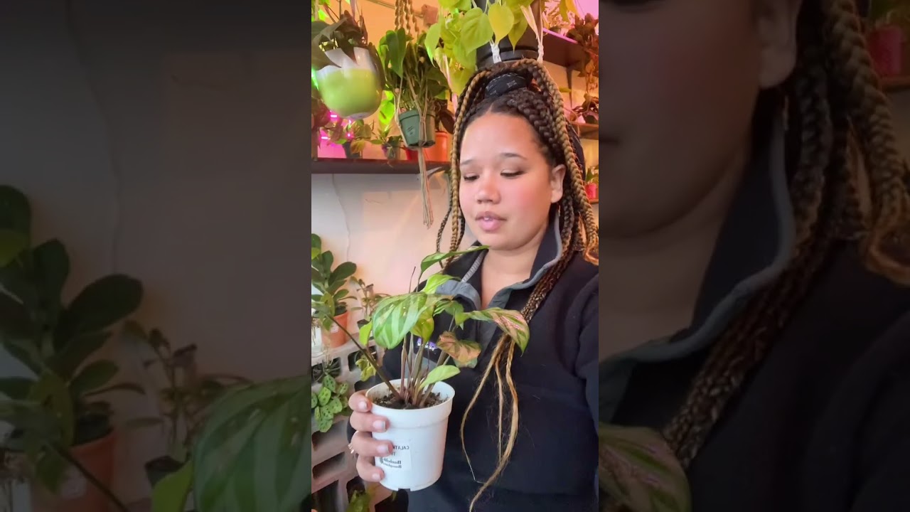 Проблемы с калатеей 🫠 