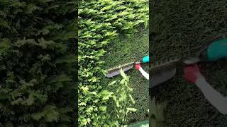 Hedge trimming process using a power tool to shape and maintain a clean, neat garden wall