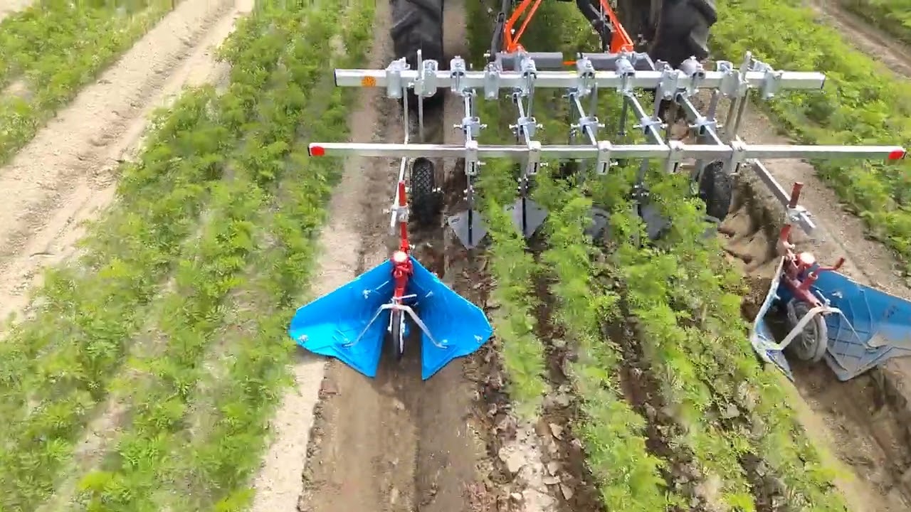 【キュウホー　ASHORAGRI】にんじん　愛知県　中耕除草　carrot