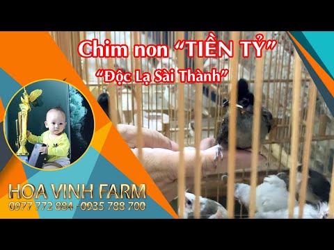 Video CHÀO MÀO BẠCH TẠNG ĐỘT BIẾN - TRẠI CHIM HOA VINH FARM - youtube