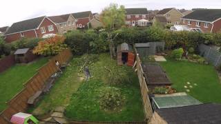 Cutting Down the Tree (Timelapse)