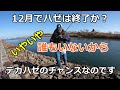 冬場は穴狙いに徹する / ハゼ釣り場調査 / 延べ竿でハゼ / 宮城のハゼ釣り / 小物釣り