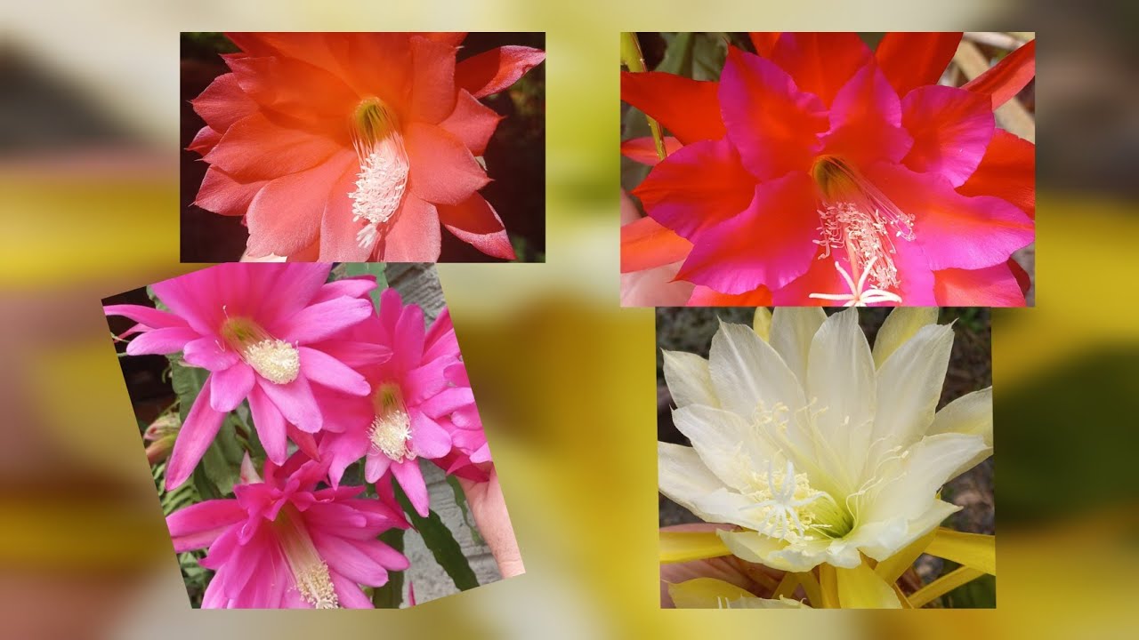 CACTO ORQUÍDEA, muitas mudinhas das sementes 