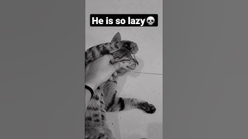 lazy cat video/cute cat sleeping video #trending