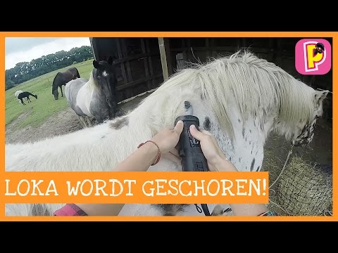 Video: Hoe Je Je Lichaam Mansbeeldt En Veilig Scheert