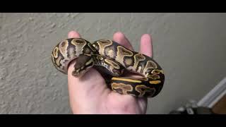 Black pastel yellowbelly